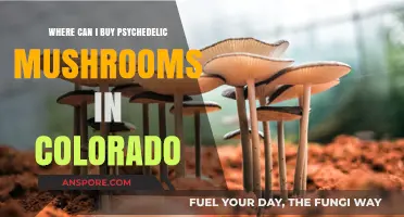 Where to Find Psychedelic Mushrooms Legally in Colorado: A Guide