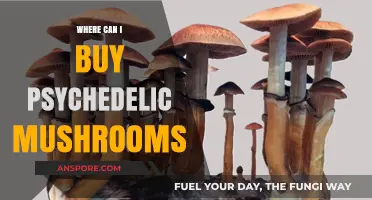 Where to Buy Psychedelic Mushrooms: A Comprehensive Guide