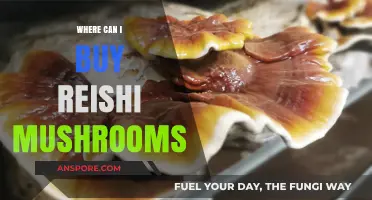 Discover Top Sources to Buy Reishi Mushrooms Online and Locally