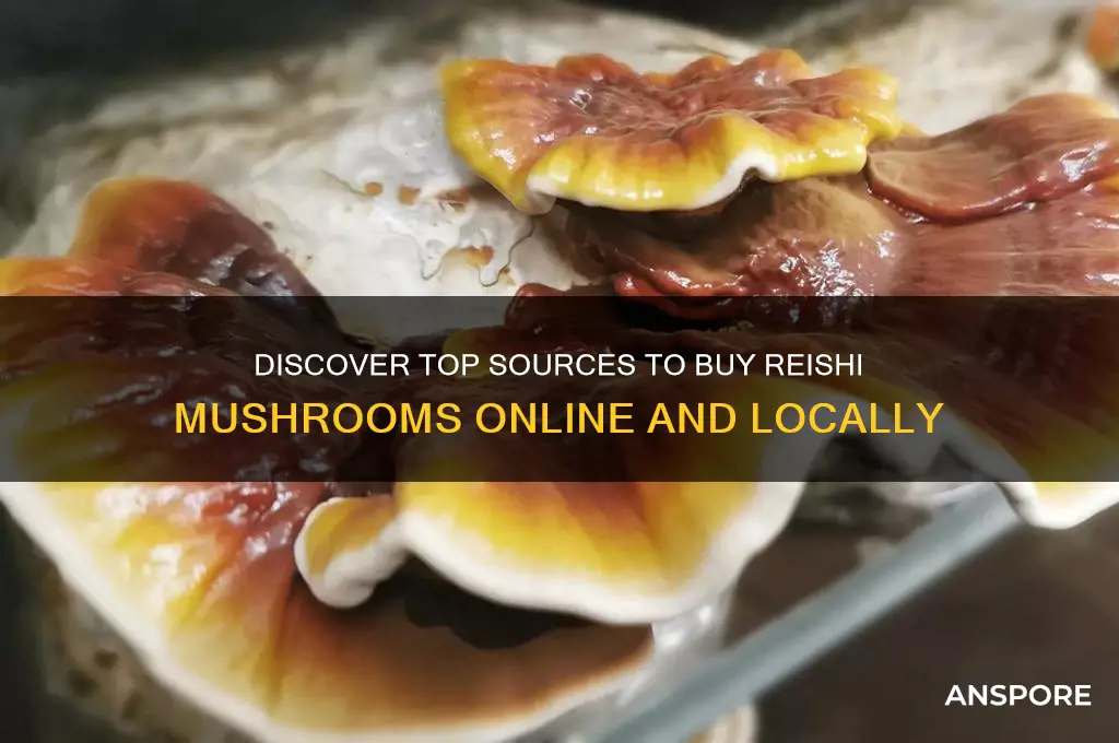 where can i buy reishi mushrooms