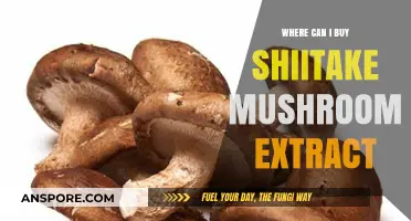 Discover Top Sources to Buy Shiitake Mushroom Extract Online