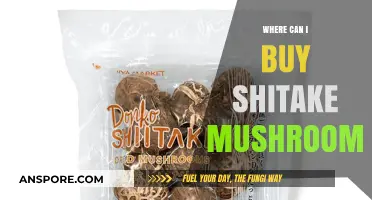 Discover Top Spots to Buy Shiitake Mushrooms Near You