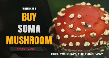 Discover Top Sources to Buy Soma Mushroom Safely and Legally