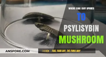 Where to Buy Psilocybin Mushroom Spores Legally and Safely