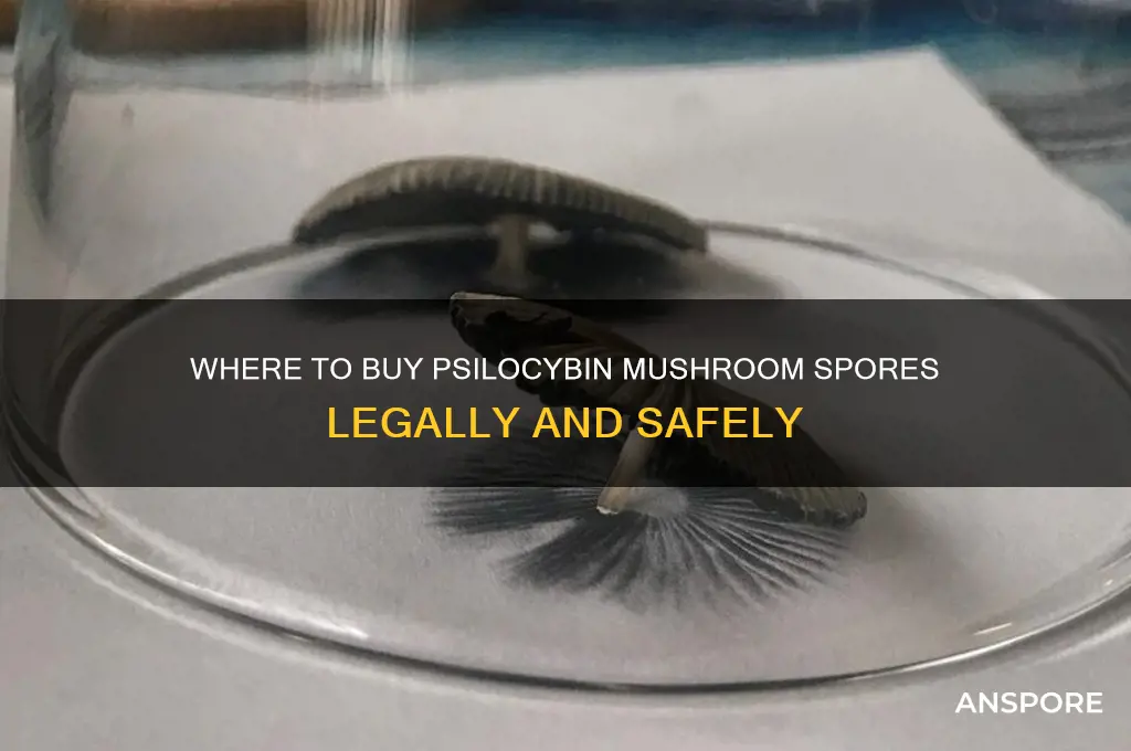 where can i buy spores to psylisybin mushrooms