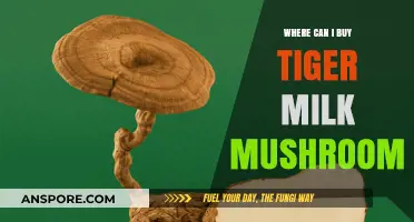 Discover Tiger Milk Mushroom: Top Sources to Purchase This Rare Fungus