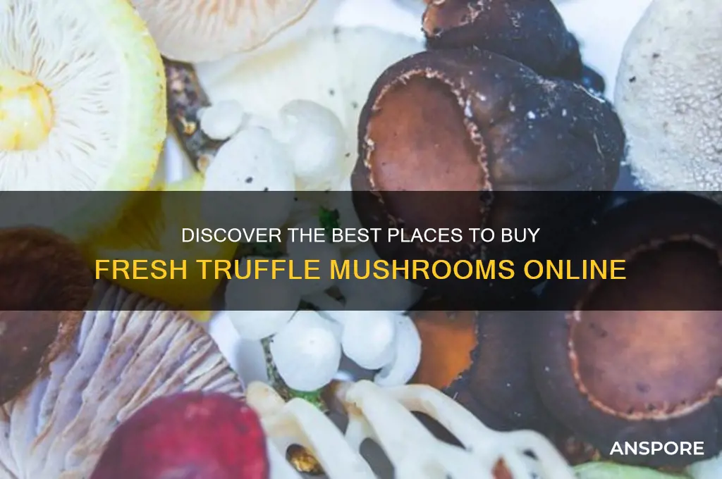 where can i buy truffle mushrooms