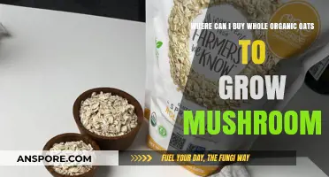 Best Sources for Whole Organic Oats to Cultivate Mushrooms at Home