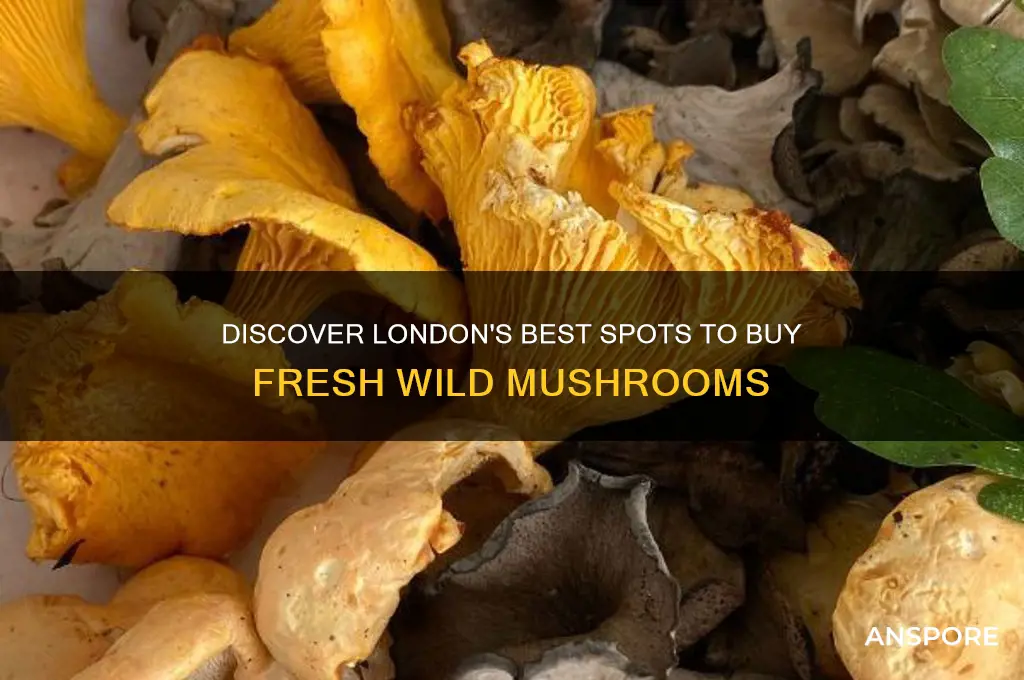 where can i buy wild mushrooms in london