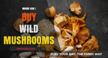 Discover the Best Places to Buy Wild Mushrooms Safely and Locally