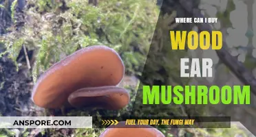 Where to Buy Wood Ear Mushrooms: Top Sources and Tips