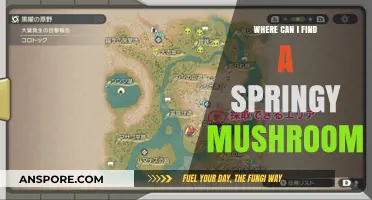 Discover Springy Mushrooms: Best Locations and Foraging Tips