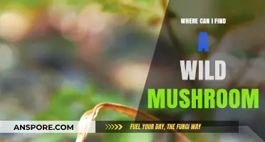 Exploring Nature's Bounty: Best Spots to Find Wild Mushrooms