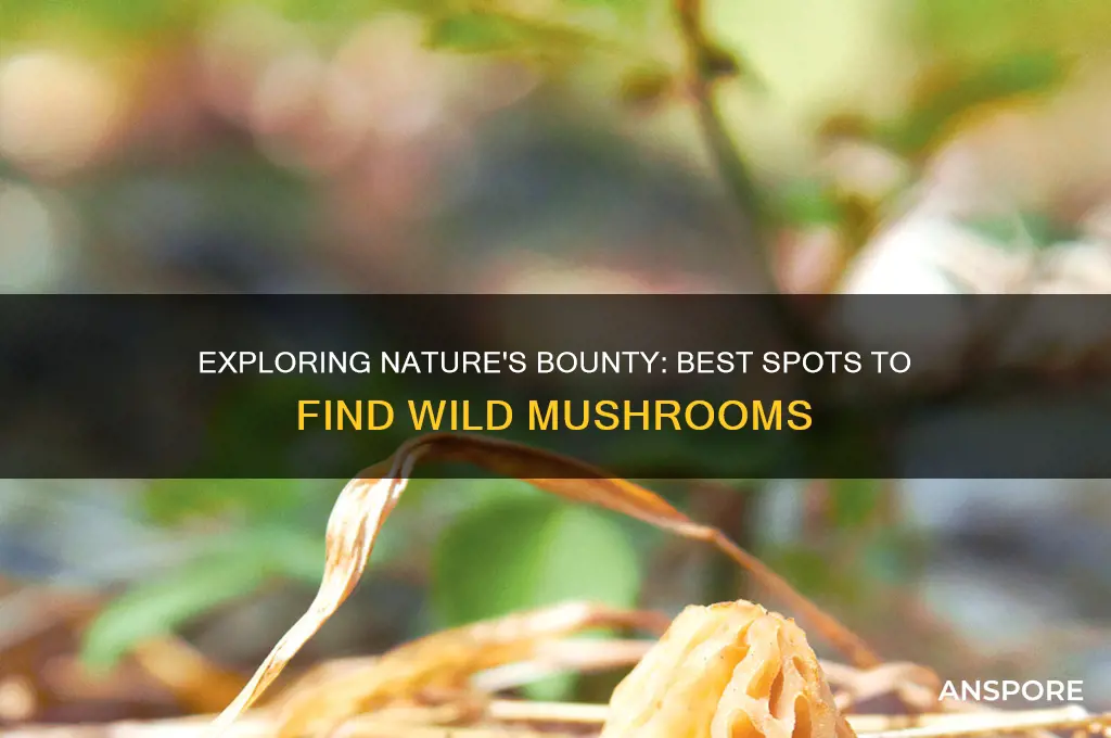 where can i find a wild mushroom