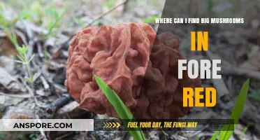 Discovering Giant Mushrooms in Forered: Top Locations to Explore
