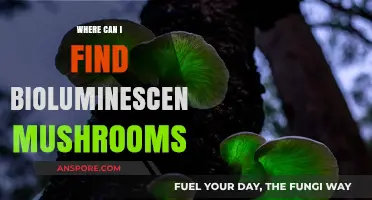 Discover Glowing Bioluminescent Mushrooms: Top Locations and Tips to Find Them