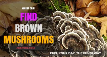 Discovering Brown Mushrooms: Top Locations and Foraging Tips for Enthusiasts