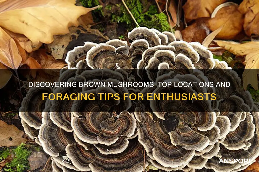where can i find brown mushrooms