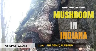 Discovering Chaga Mushrooms: Indiana's Hidden Forests and Harvesting Spots