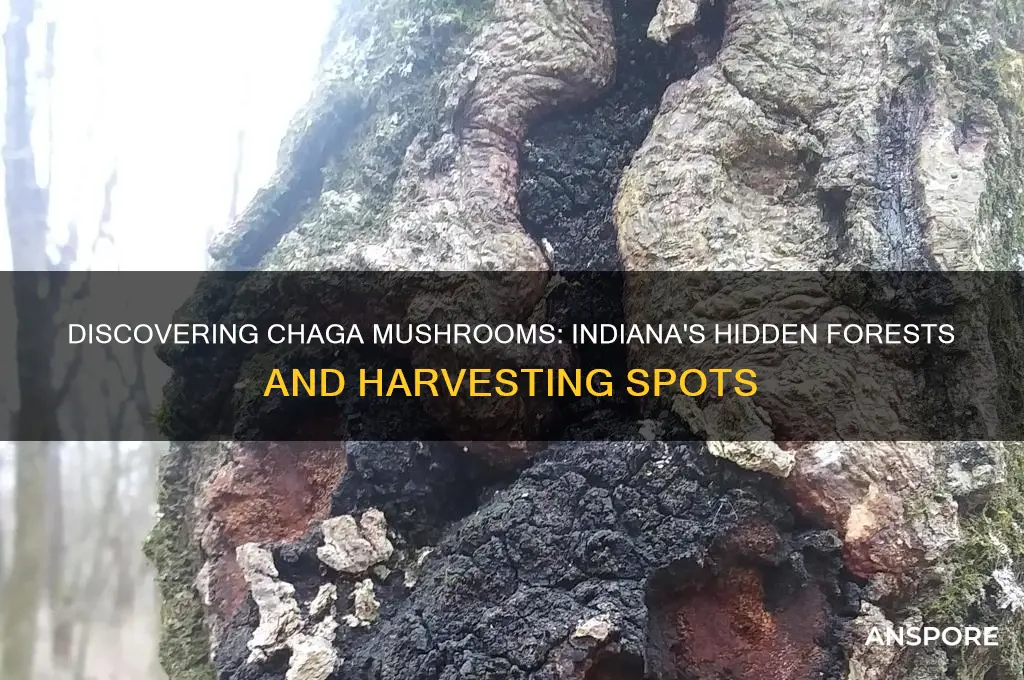 where can i find chaga mushrooms in indiana