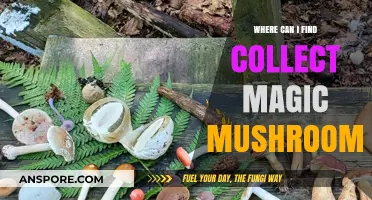 Discovering Magic Mushrooms: Top Locations for Safe and Legal Foraging