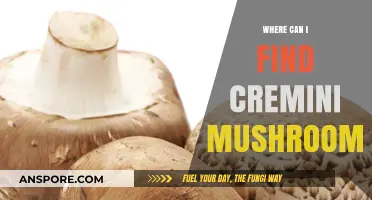 Discovering Cremini Mushrooms: Top Locations and Shopping Tips for Fresh Finds