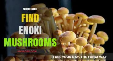 Discovering Enoki Mushrooms: Top Locations and Shopping Tips for Foodies