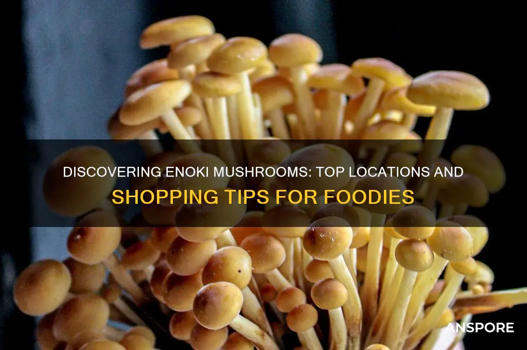 where can i find enoki mushrooms