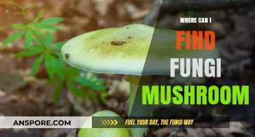 Discovering Fungi: Top Spots to Find Wild Mushrooms in Nature