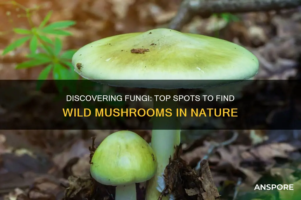 where can i find fungi mushroom
