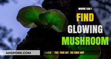 Discovering Bioluminescent Mushrooms: Where to Find Nature's Glowing Wonders