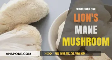 Discover Lion's Mane Mushrooms: Top Locations and Foraging Tips