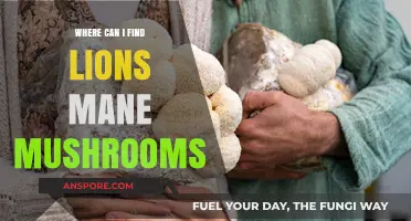 Discovering Lion's Mane Mushrooms: Top Locations and Foraging Tips
