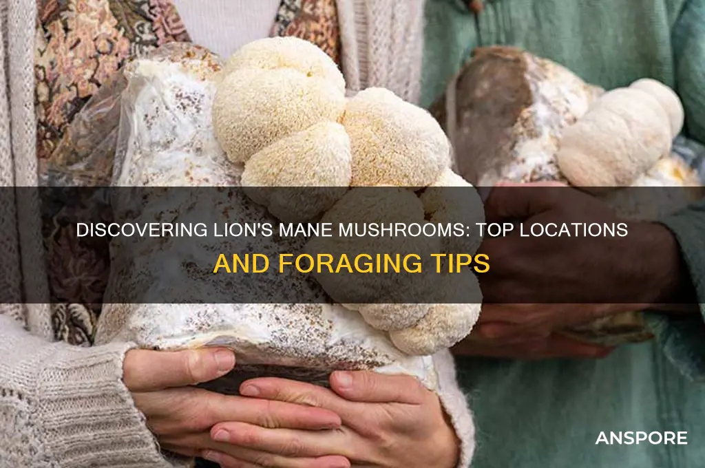 where can i find lions mane mushrooms