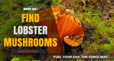 Discovering Lobster Mushrooms: Top Locations and Foraging Tips