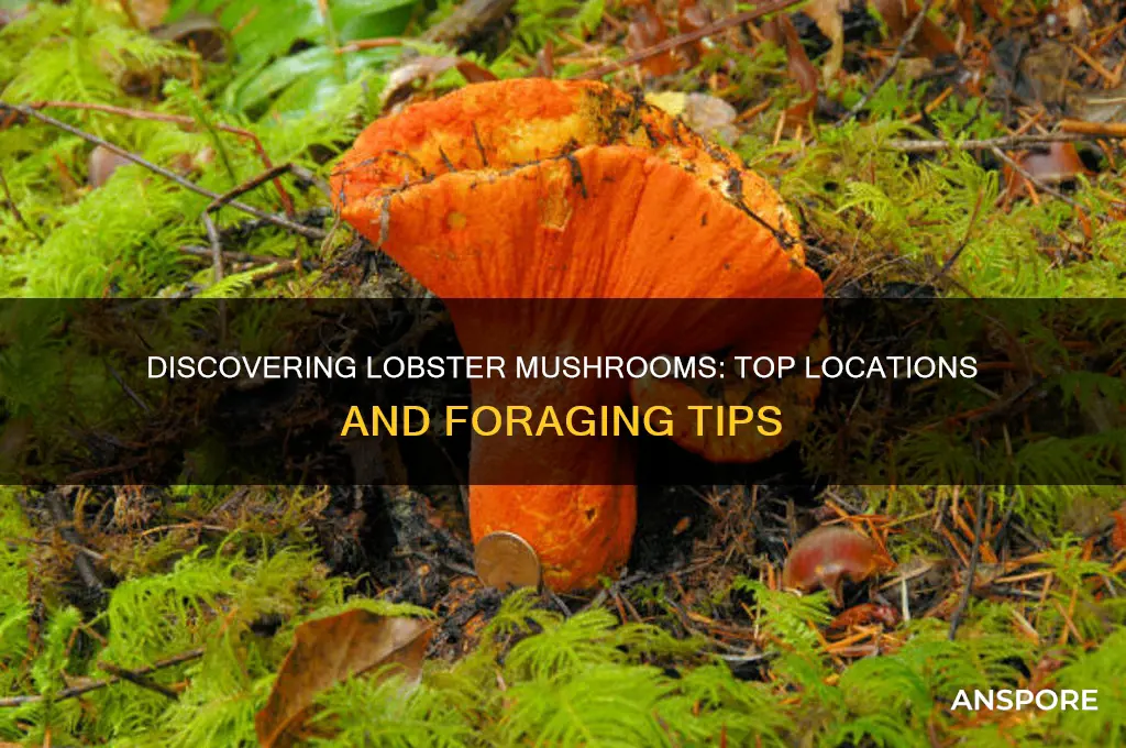 where can i find lobster mushrooms