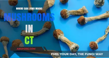 Exploring Connecticut's Forests: Locating Magic Mushrooms Safely and Legally