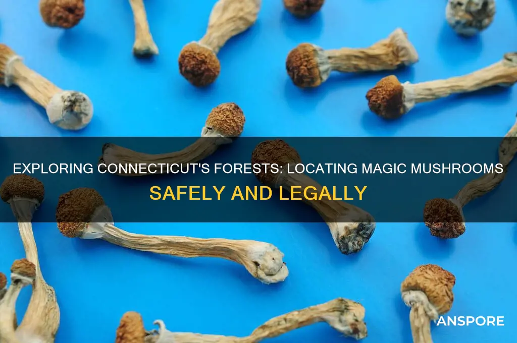 where can i find magic mushrooms in ct