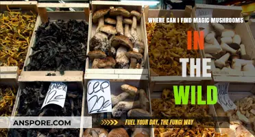 Discovering Wild Magic Mushrooms: A Guide to Natural Habitats