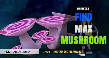 Discover the Best Spots to Find Maximum Mushrooms Easily