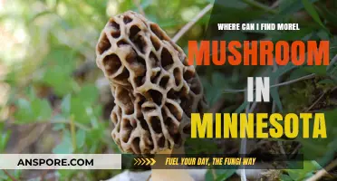 Discover Morel Mushrooms in Minnesota: Top Hunting Spots and Tips