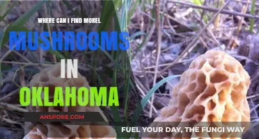 Discovering Morel Mushrooms: Top Spots in Oklahoma for Foraging Success
