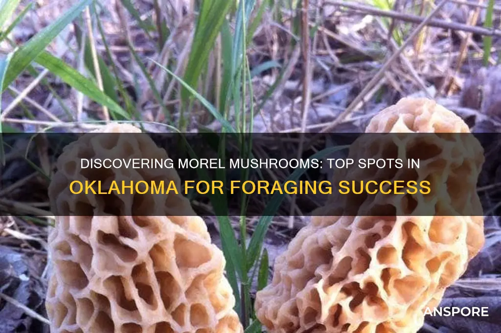 where can i find morel mushrooms in oklahoma