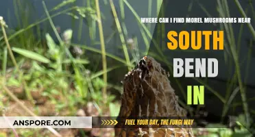 Discover Morel Mushrooms Near South Bend, Indiana: Top Hunting Spots