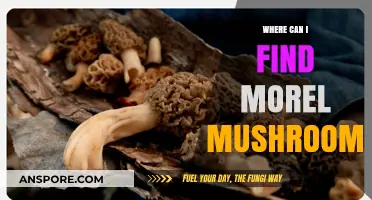 Discover Morel Mushrooms: Prime Locations and Hunting Tips for Foragers
