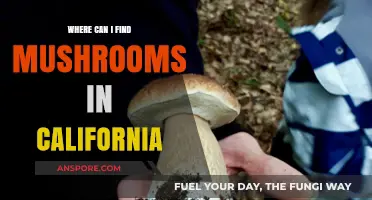Discover California's Best Mushroom Foraging Spots and Hidden Gems