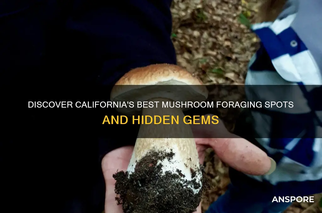 where can i find mushrooms in california
