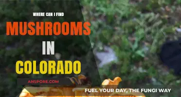 Discover Colorado's Best Mushroom Foraging Spots: A Guide to Finding Fungi