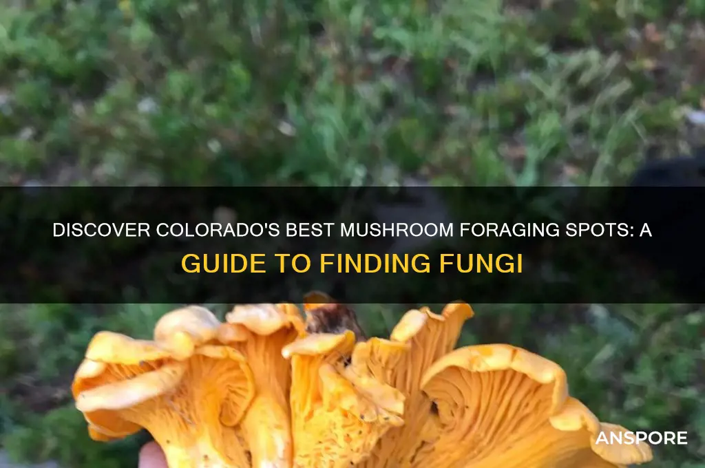 where can i find mushrooms in colorado