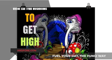 Exploring Nature's High: Where to Find Psychedelic Mushrooms Safely